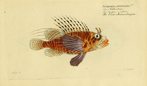 http://www.flickr.com/photos/biodivlibrary/7064505883/