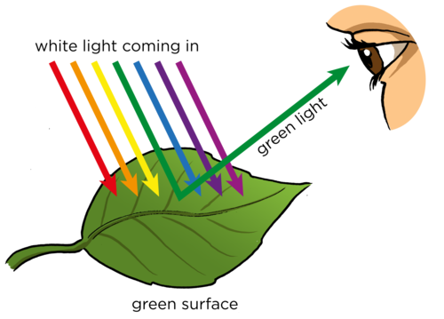 Image result for light spectrum and photosynthesis