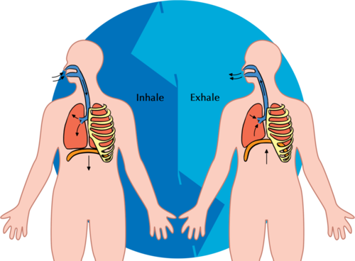 What are the steps involved in inhalation and exhalation?